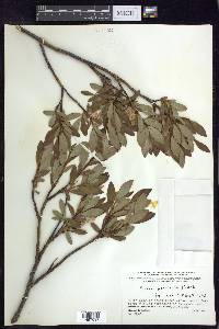 Salix planifolia image