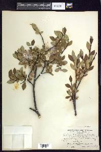 Salix planifolia image