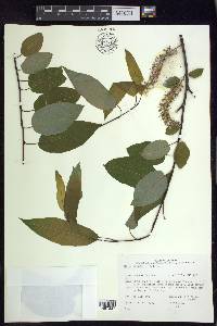 Salix pyrifolia image