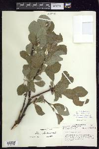 Salix richardsonii image