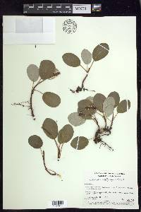 Salix reticulata subsp. reticulata image