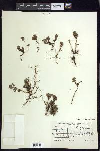 Salix rotundifolia image