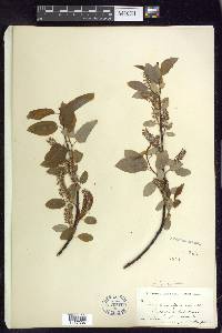 Salix pyrifolia image