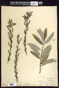 Salix sericea image