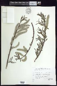 Salix petiolaris image