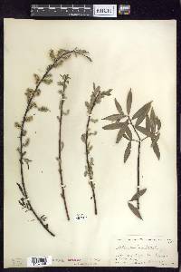 Salix sericea image