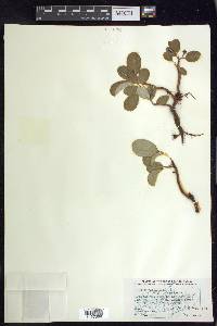 Salix reticulata image