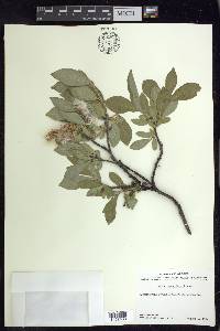 Salix richardsonii image