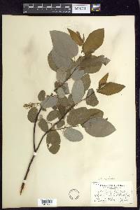 Salix pyrifolia image