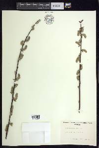 Salix sitchensis image