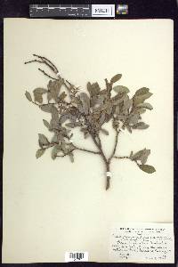 Salix planifolia image