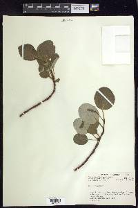 Salix reticulata image