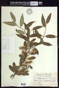 Salix serissima image