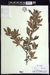 Salix scouleriana image