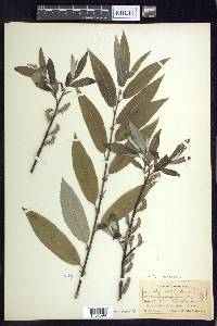 Salix sericea image