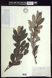 Salix scouleriana image