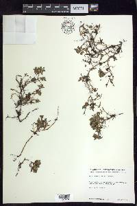 Salix rotundifolia image