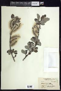 Salix sitchensis image