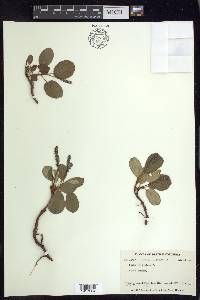 Salix reticulata image