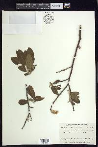 Salix scouleriana image