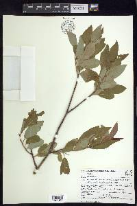 Salix pseudomonticola image