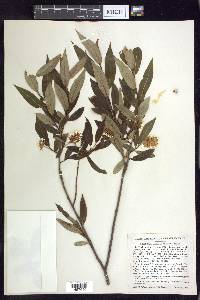 Salix serissima image