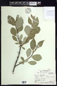 Salix richardsonii image
