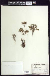 Salix rotundifolia var. dodgeana image