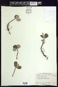 Salix reticulata image