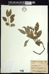 Salix pyrifolia image