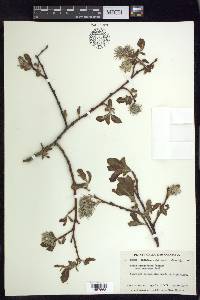 Salix scouleriana image