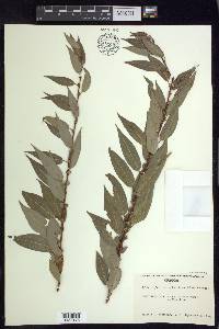 Salix prolixa image