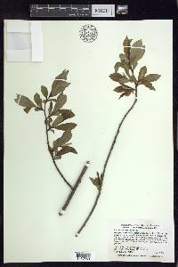 Salix serissima image