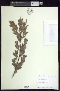 Salix sessilifolia image