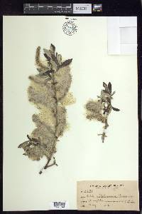 Salix sitchensis image