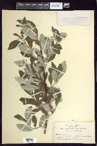 Salix sitchensis image