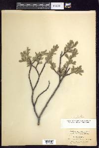 Salix planifolia image