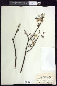 Salix sitchensis image