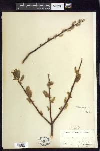 Salix pyrifolia image