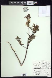 Salix planifolia image