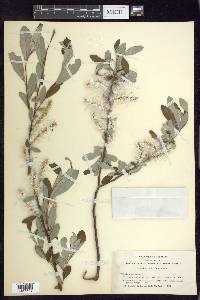 Salix sitchensis image