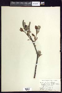 Salix sitchensis image