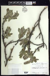 Salix richardsonii image