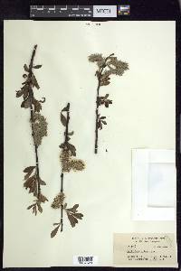 Salix scouleriana image