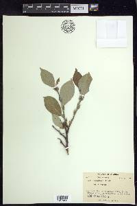 Salix richardsonii image