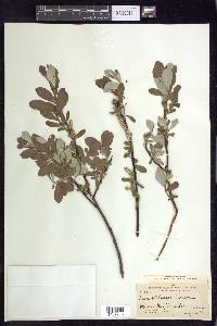 Salix sitchensis image