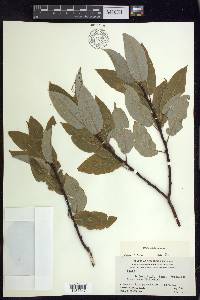 Salix pyrifolia image