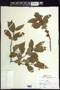 Salix pyrifolia image