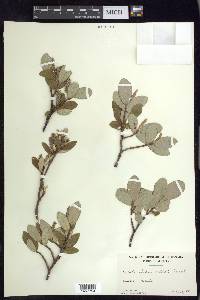 Salix vestita image