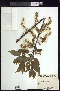 Salix pyrifolia image